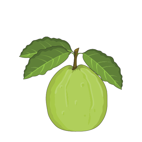 Guava